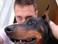 the dobermann the dobermann