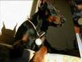 the dobermann
