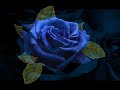 Planet funk - Rosa Blu Planet funk - Rosa Blu