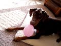 Our Doberman \"Indy\" playing with a balloon.