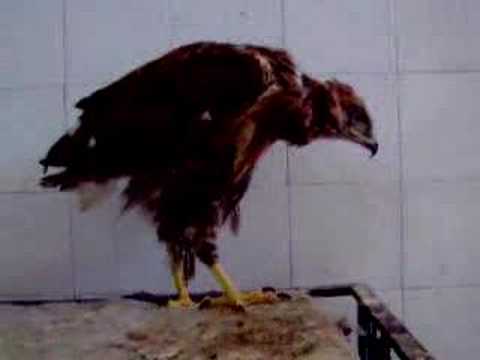 Kizil sahin bakiniyor Buteo rufinus