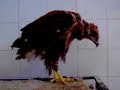 070120-never-let-me-down-version2.html