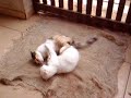 briga de felinos