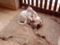 briga de felinos