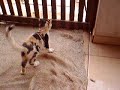briga de felinos