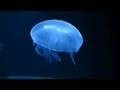 Quallen, Jellyfish