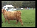 Highland Cattle Glasgow Show 2009 one.wmv