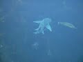 Ocean World 1 - California - Kelp Forest Ocean World 1 - California - Kelp Forest
