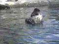 Ocean World 1 - California - Kelp Forest