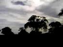 Birds_1 P�jaros_1