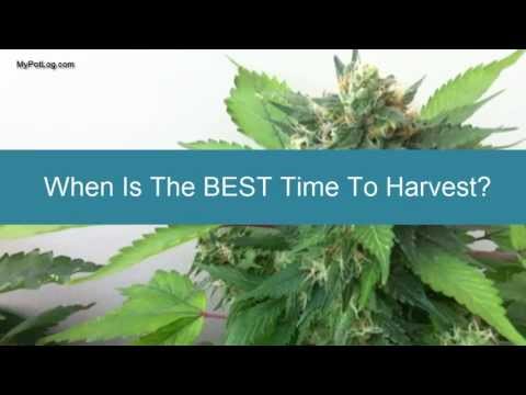 how to harvest my cannabis plant