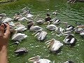 Feeding the birds with fish