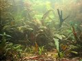 Aquarienschau Thail 1 Aquarienschau Thail 1