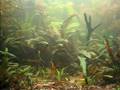 Aquarienschau Thail 1