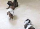 The puppies all have great new homes.