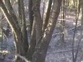 Caccia, Umbria, Cinghiale, jagdterrier