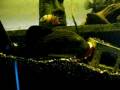 videos de P1140510_002_WMV V9.wmv