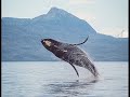 The Dubliners - The Last Of The Great Whales