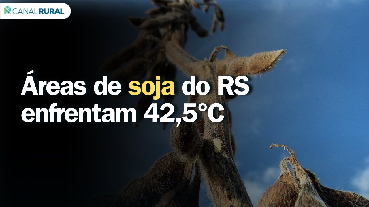 Recorde de calor: áreas de soja do RS enfrentam 42,5°C e colheita segue atrasada