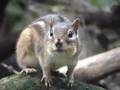 Interesting chipmunks