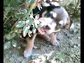 watch rocky play!