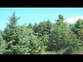 Sep 6 08swarm forming