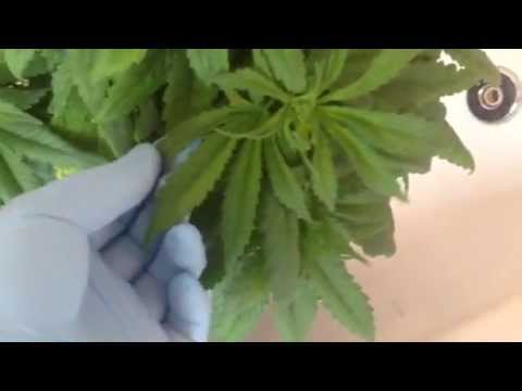 how to get rid of rust fungus on plants