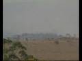 Cerrado e caatinga