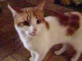Cat Walking Cat Walking