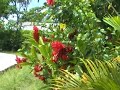 El Salvador, Perqu�n