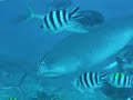 Fiji Video