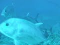 Fiji Diving and Tiger Shark Fiji Diving and Tiger Shark