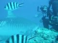 Fiji Diving and Tiger Shark