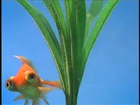 Pesky Goldfish!