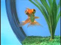 Pesky Goldfish! Pesky Goldfish!