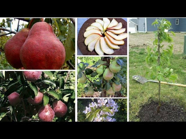 Груша Сапфира Описание Сорта Фото Отзывы – Telegraph