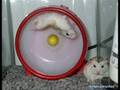 Hamsters Vol 2