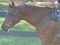Merlen, Arabian horse bridleless Merlen, Arabian horse bridleless