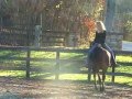 Merlen, Arabian horse bridleless