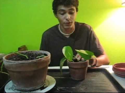 how to replant pothos plant