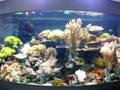 videos de Aquajardin Gloucester - Aquamedic Percula 120 Display Aquarium