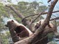Coquerels Sifaka Lemur at the Bronx Zoo