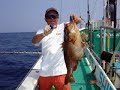 2008/7/21銭洲 一泊遠征! ハタ、ヒラマサ、カンパチ!