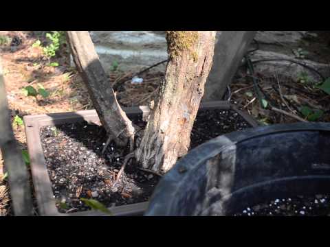 how to collect bald cypress seeds