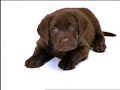 Boris - KNGF Adopteer een pup