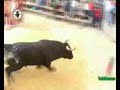 taureaux en la callle en espagne