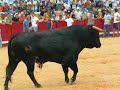 Moita - Largadas de Touros 01