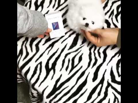Teacup Pomeranian Helene