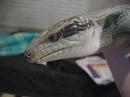 fredericks blue tongue