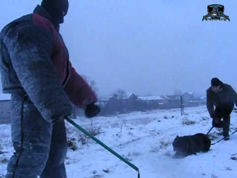 cane corso